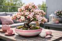 Bonsai wiosną - Czas przebudzenia, pielęgnacji i nowego początku