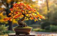 Klonowe bonsai: Piękno natury w ogrodzie